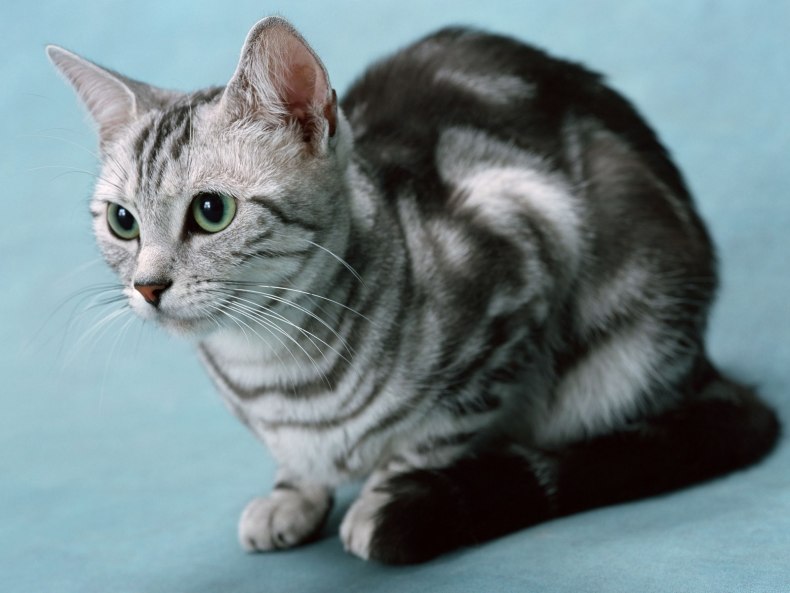 Американская короткошерстная кошка – описание породы и характера