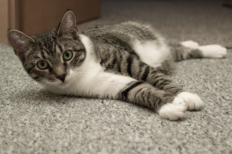 Американская короткошерстная кошка – описание породы и характера