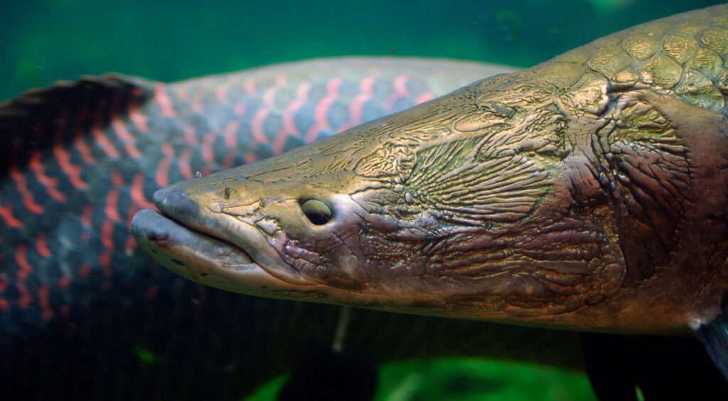 Рыба арапайма