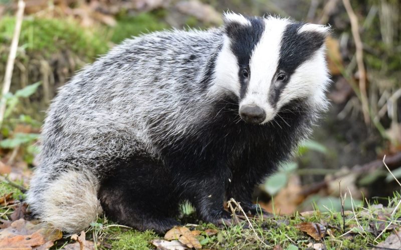 Хищный барсук Хищный барсук