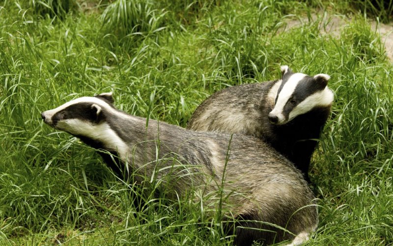 В траве В траве