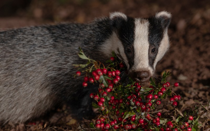Барсук с ягодами Барсук с ягодами