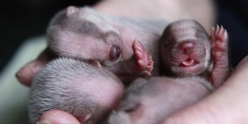 Детеныши барсука Детеныши барсука