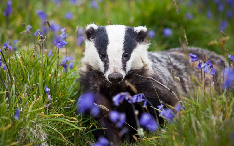 Барсук в цветах Барсук в цветах