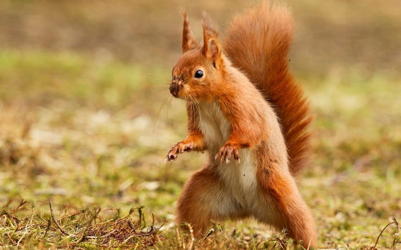 На задних лапах На задних лапах