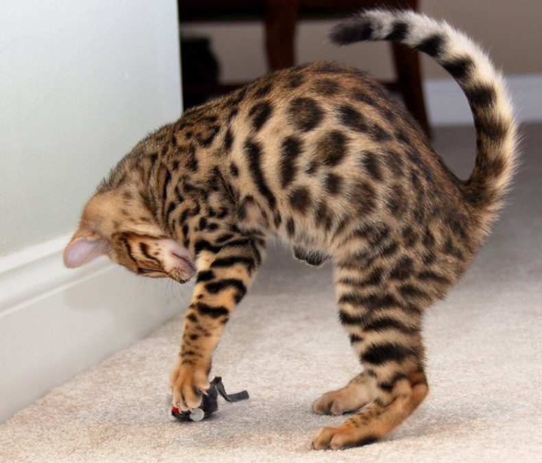 Бенгальская кошка: отзывы владельцев о породе, описание характера и внешнего вида, продолжительности жизни, болезней, нюансов ухода