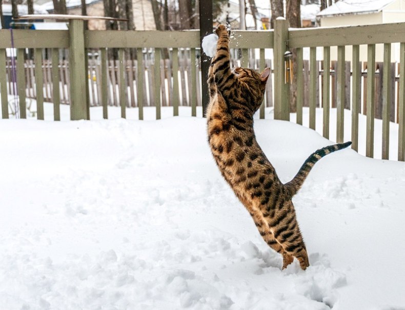 Бенгальская кошка: отзывы владельцев о породе, описание характера и внешнего вида, продолжительности жизни, болезней, нюансов ухода