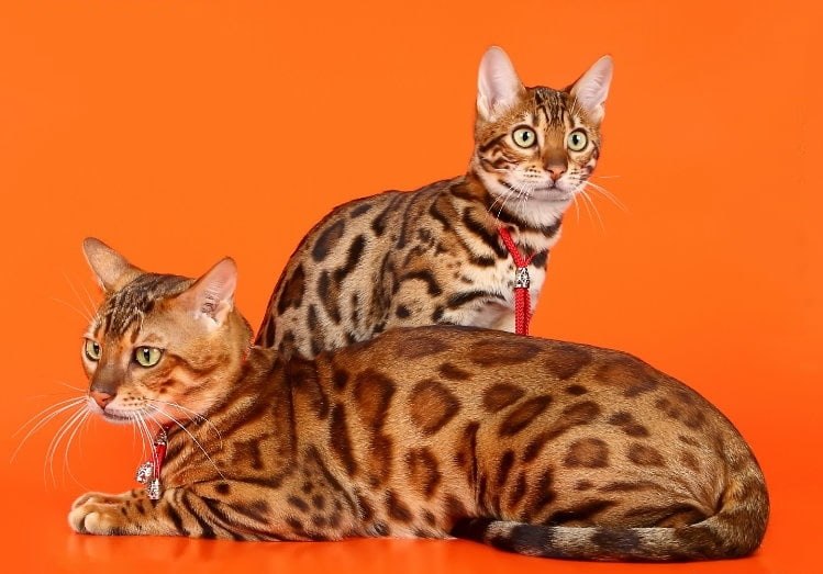 Бенгальская кошка: отзывы владельцев о породе, описание характера и внешнего вида, продолжительности жизни, болезней, нюансов ухода