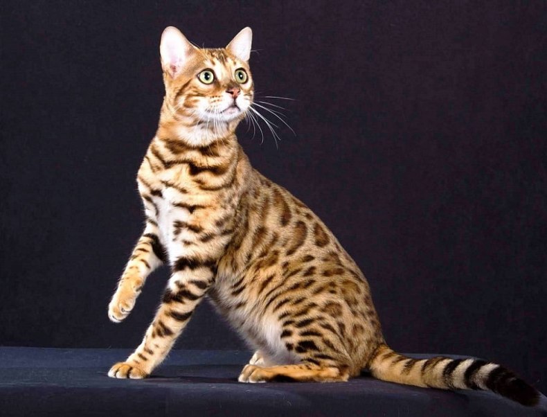 Бенгальская кошка: отзывы владельцев о породе, описание характера и внешнего вида, продолжительности жизни, болезней, нюансов ухода