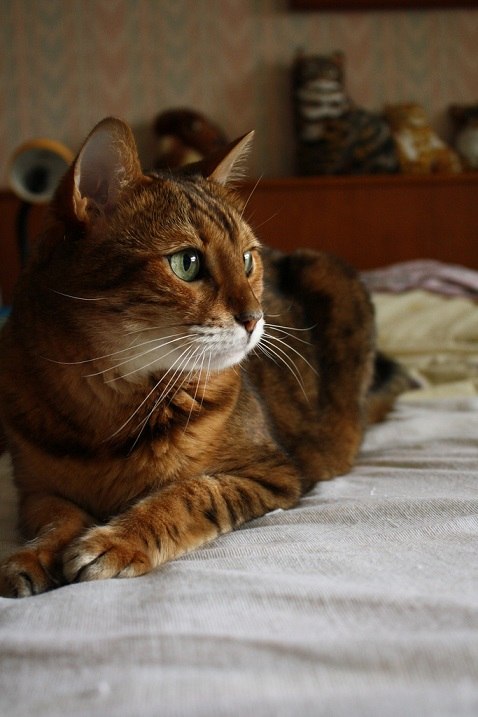 Бенгальская кошка: отзывы владельцев о породе, описание характера и внешнего вида, продолжительности жизни, болезней, нюансов ухода