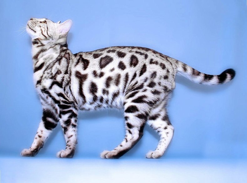 Бенгальская кошка: отзывы владельцев о породе, описание характера и внешнего вида, продолжительности жизни, болезней, нюансов ухода