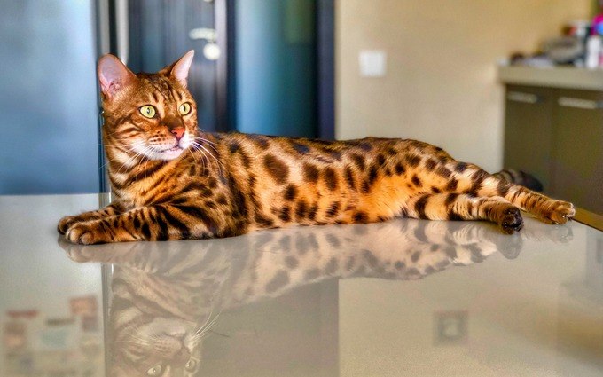 Бенгальская кошка: отзывы владельцев о породе, описание характера и внешнего вида, продолжительности жизни, болезней, нюансов ухода