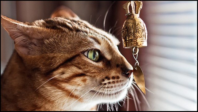 Бенгальская кошка: отзывы владельцев о породе, описание характера и внешнего вида, продолжительности жизни, болезней, нюансов ухода