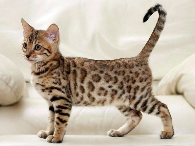 Бенгальская кошка: отзывы владельцев о породе, описание характера и внешнего вида, продолжительности жизни, болезней, нюансов ухода
