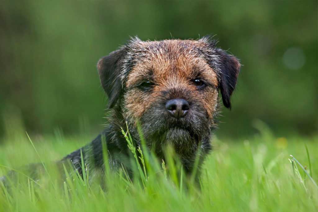 Бордер-терьер лежит в траве