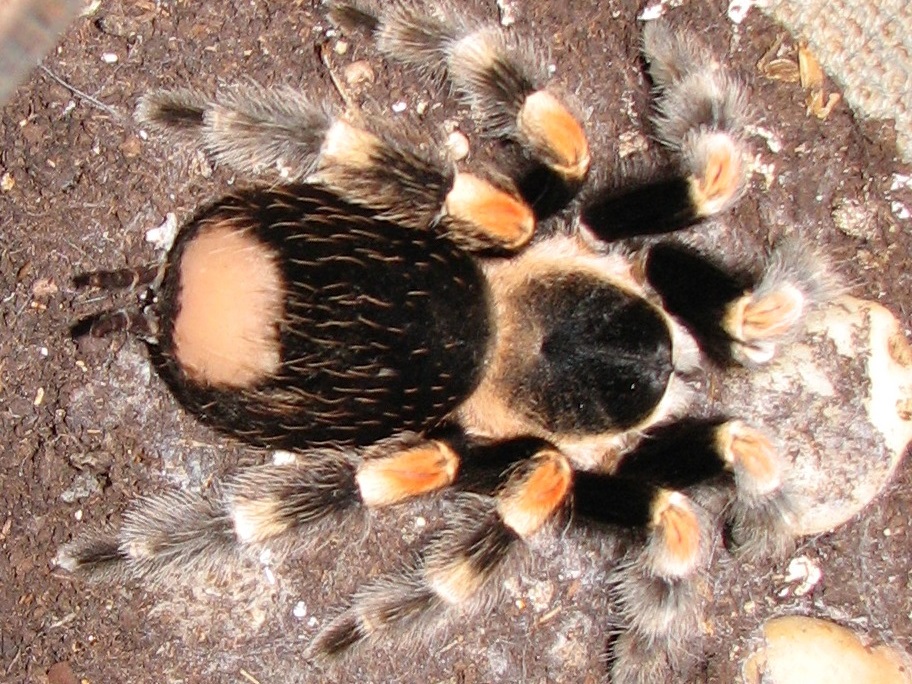 Brachypelma smithi, urticating hairs