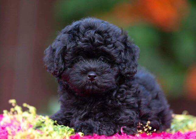 Черная мальтипу