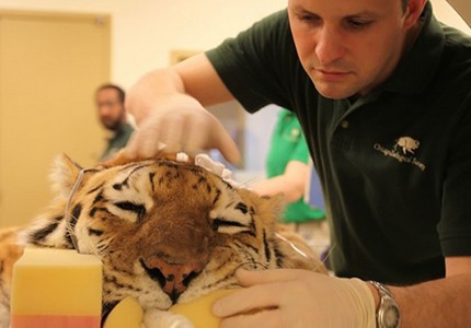 Тигролев: описание, интересные факты, особенности