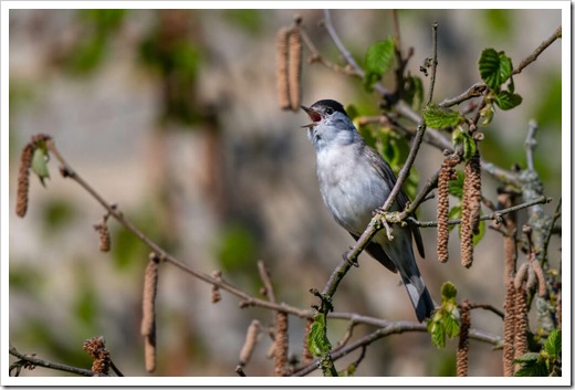 clip_image004 clip_image004