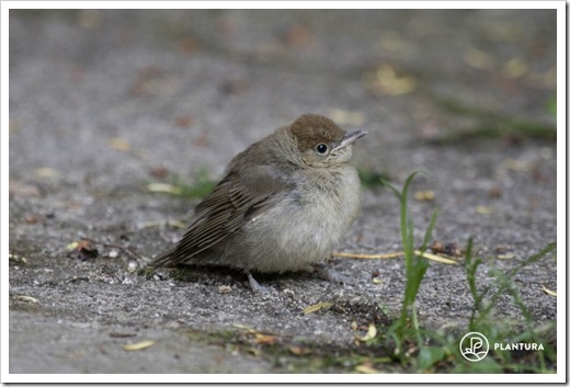 clip_image005 clip_image005