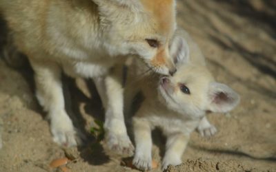 Лиса фенек: где обитает пустынный ушастый зверек, как выглядит, чем питается, интересные факты