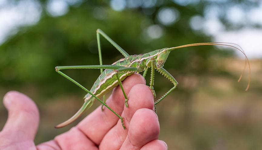 Дыбка степная