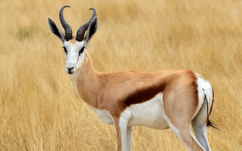 Изящный зоб Изящный зоб