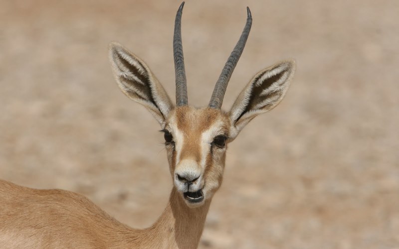 Нос животного Нос животного