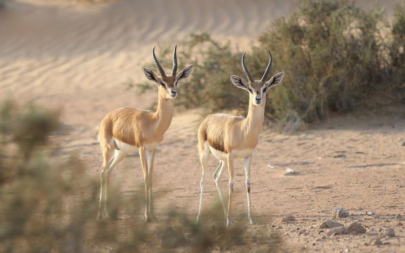 В пустыне В пустыне