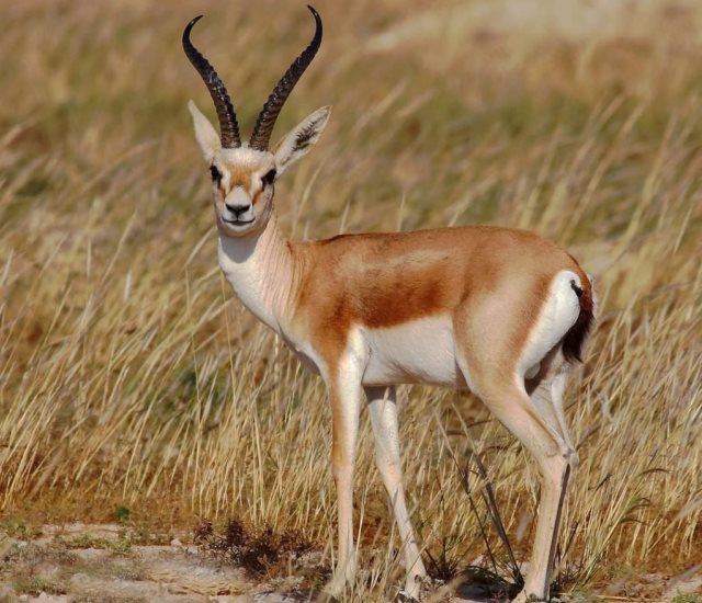 Отображение страницы Отображение страницы