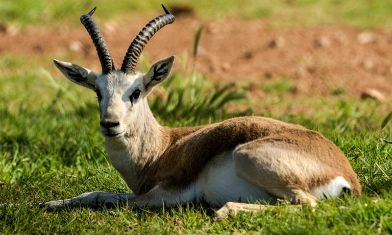 Джейран лег Джейран лег