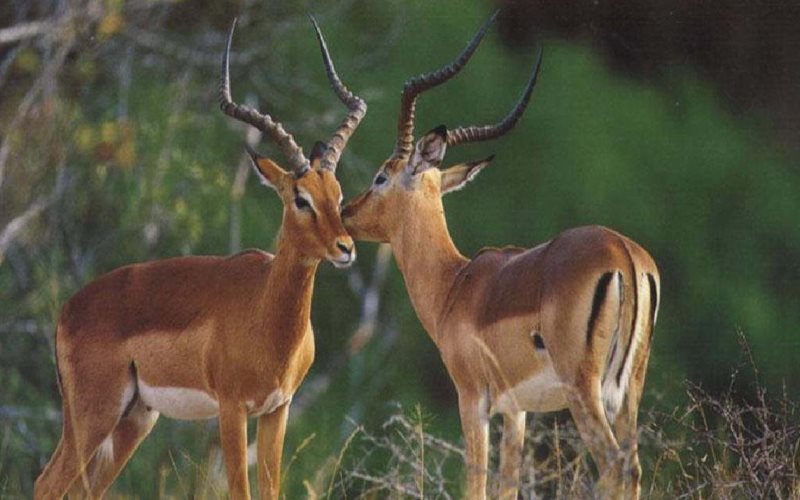 Семья антилоп Семья антилоп