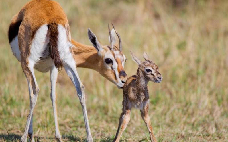 С молодым С молодым