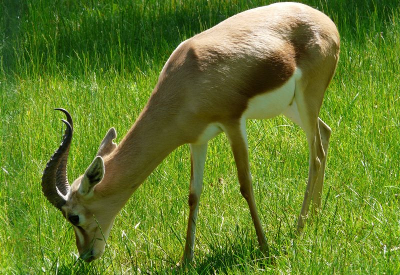 Есть траву Есть траву