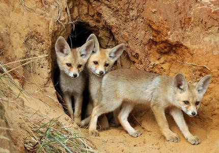 Лисица фенек: особенности, рацион, среда обитания