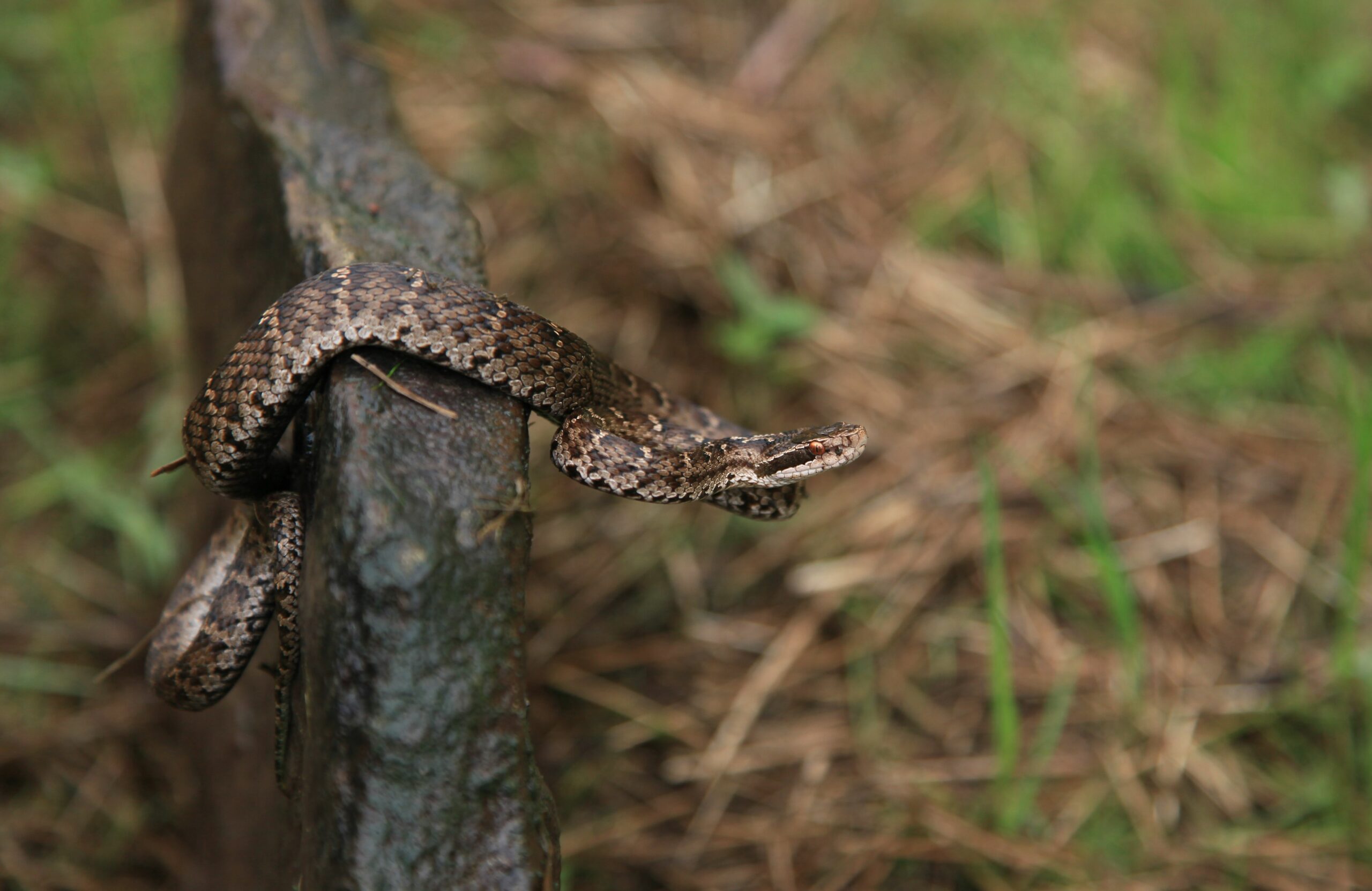 Фото щитомордника