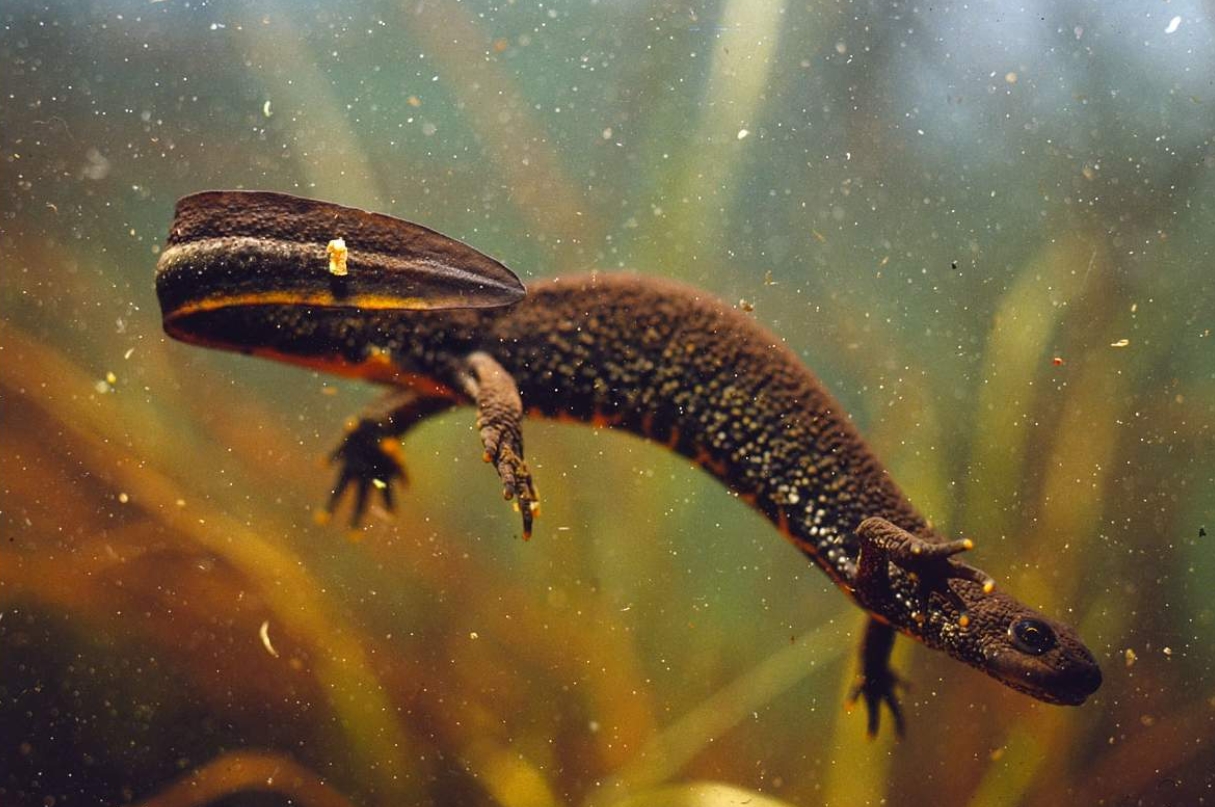 Изображение Тритона