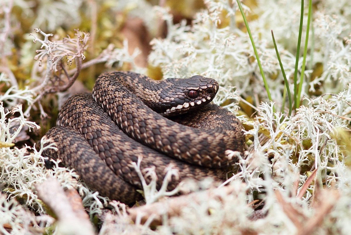 Обыкновенная гадюка