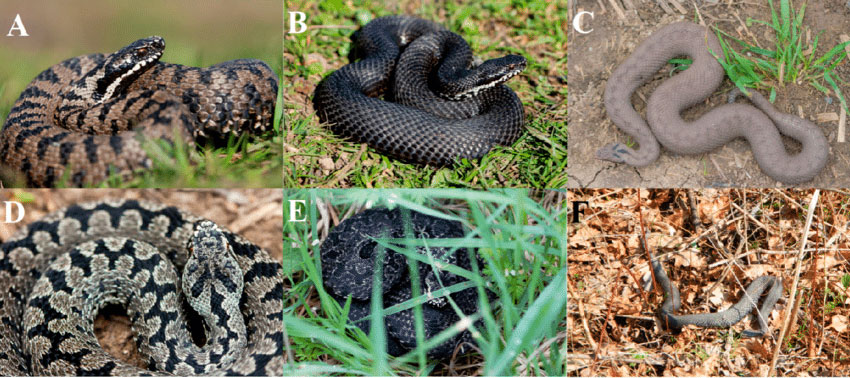 Гадюки бывают самых разных цветов