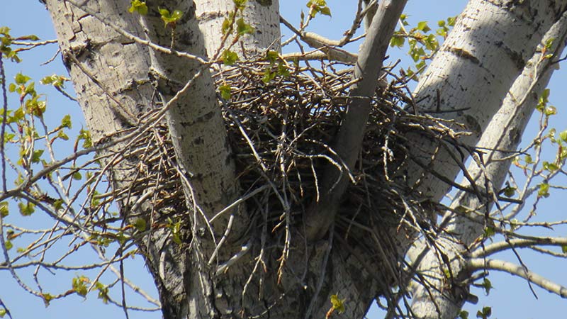 воронье гнездо на тополе