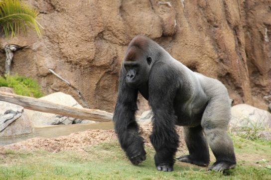 Численность горной гориллы Почему горная горилла занесена в Красную книгу