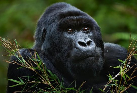 Кратко о горной горилле Сообщение о горной горилле