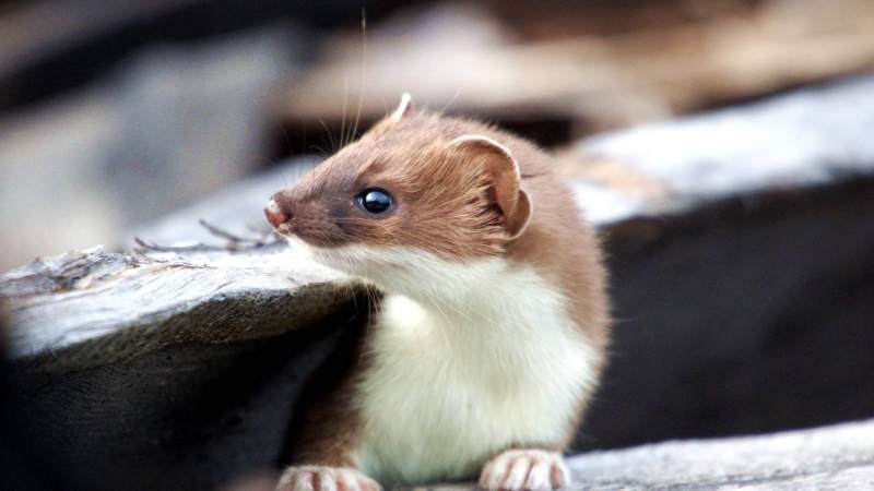 Отображение страницы Отображение страницы