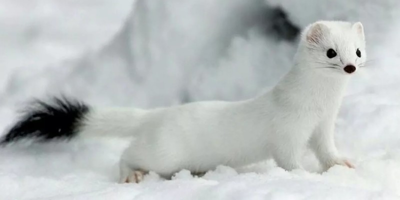 Белоснежный зверь Белоснежный зверь