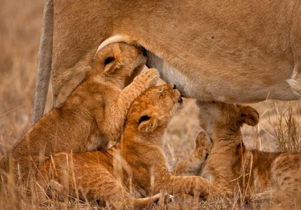 Тигролев: описание, интересные факты, особенности