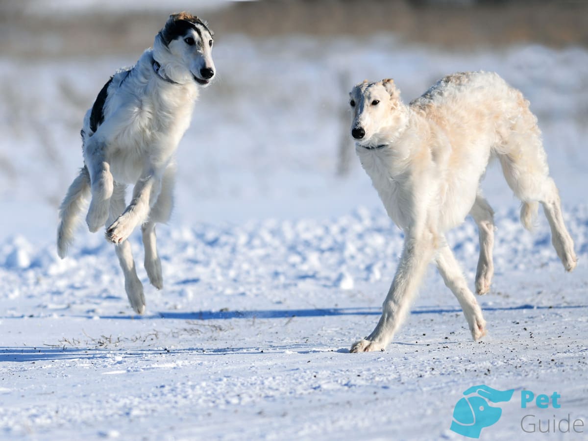 Характер русской собаки Характер русской собаки
