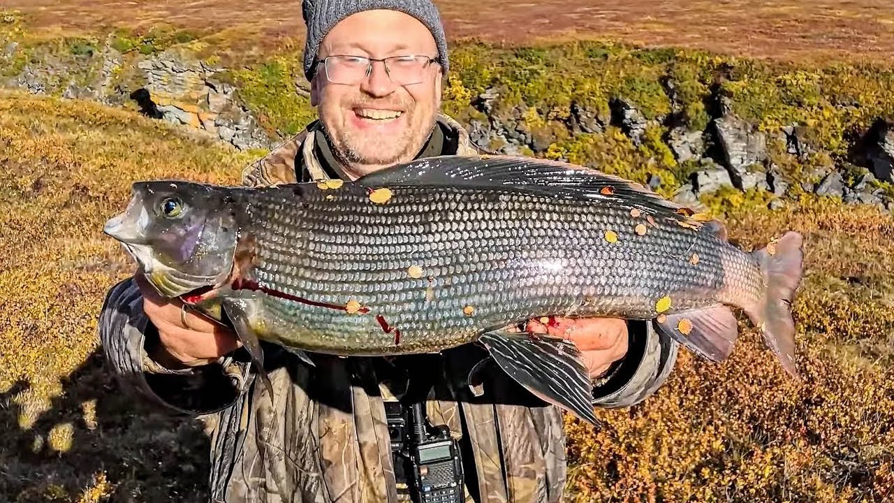 Хариус Сибирский — рыба семейства лососевых, Thymallus arcticus