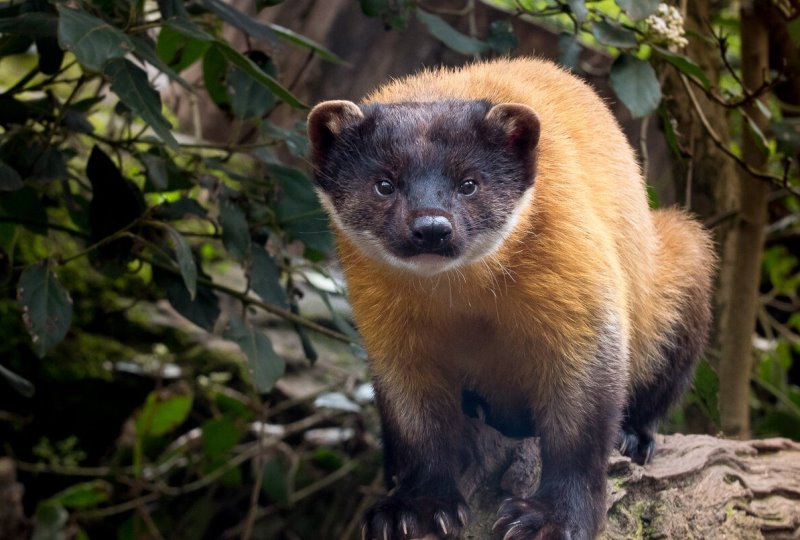 Мордочка животного Мордочка животного