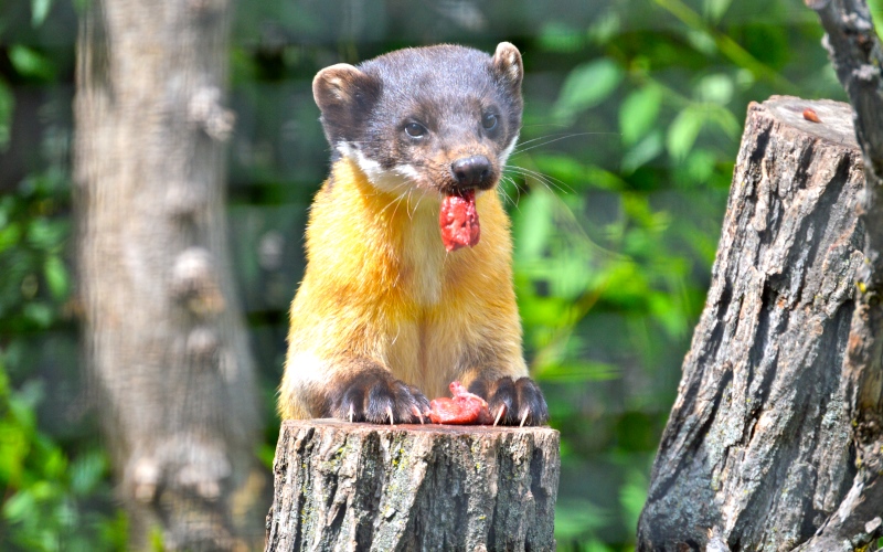 Поедание пищи Поедание пищи