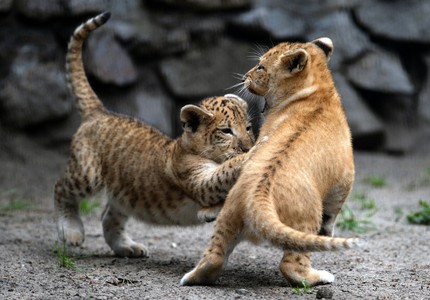 Тигролев: описание, интересные факты, особенности